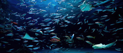 サメと大量の魚の群れが泳ぐ水族館の大水槽