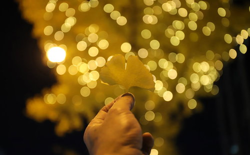 握りしめたイチョウの葉と夜景のイルミネーション