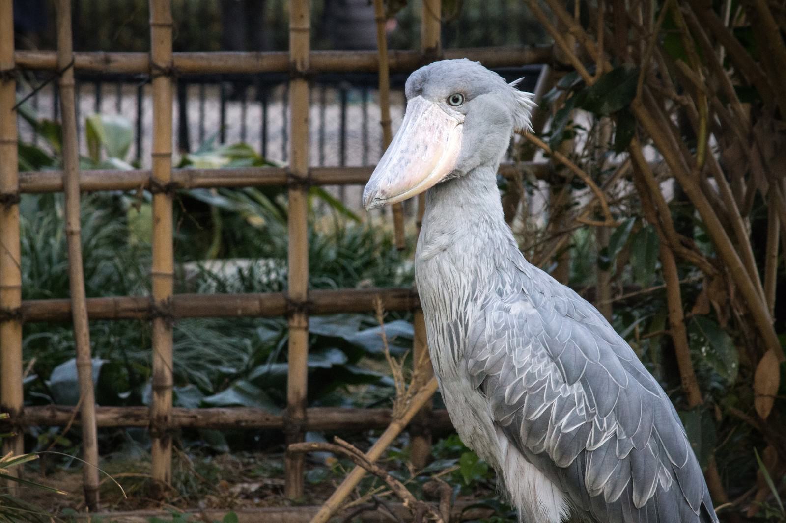 動物園で竹フェンスの前に立つハシビロコウ。白灰色の羽に特徴的な大きなくちばしが見える。