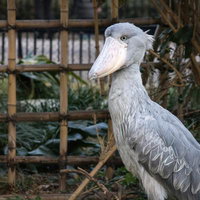 動物園で見かけるハシビロコウの横顔と特徴的なくちばしの写真