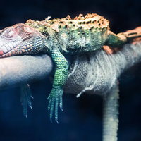 新歓コンパで泥酔したトカゲの写真