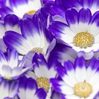 紫と白の二色咲きの花が咲き始める、黄色い芯が見えるガーベラの写真