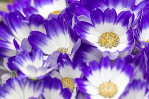 紫と白の二色咲きの花が咲き始める、黄色い芯が見えるガーベラ