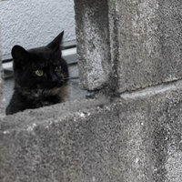 ブロック塀の隙間から覗く黒猫の顔の写真