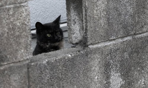 ブロック塀の隙間から覗く黒猫の顔