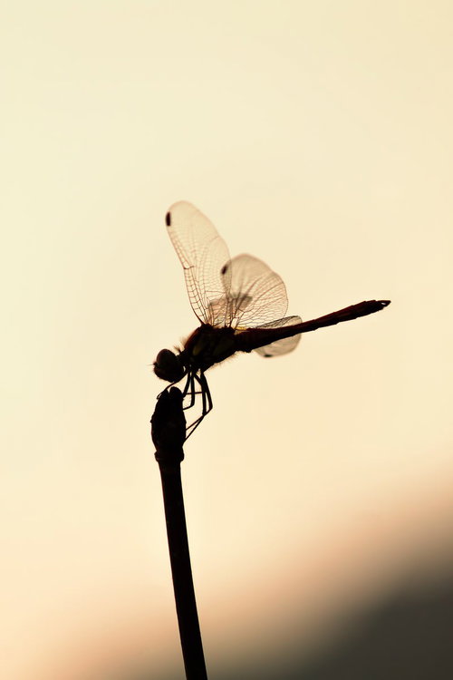 夕焼け空の棒に止まる赤とんぼ