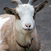 白い毛並みの子ヤギが柵越しにこちらを覗く正面顔の写真