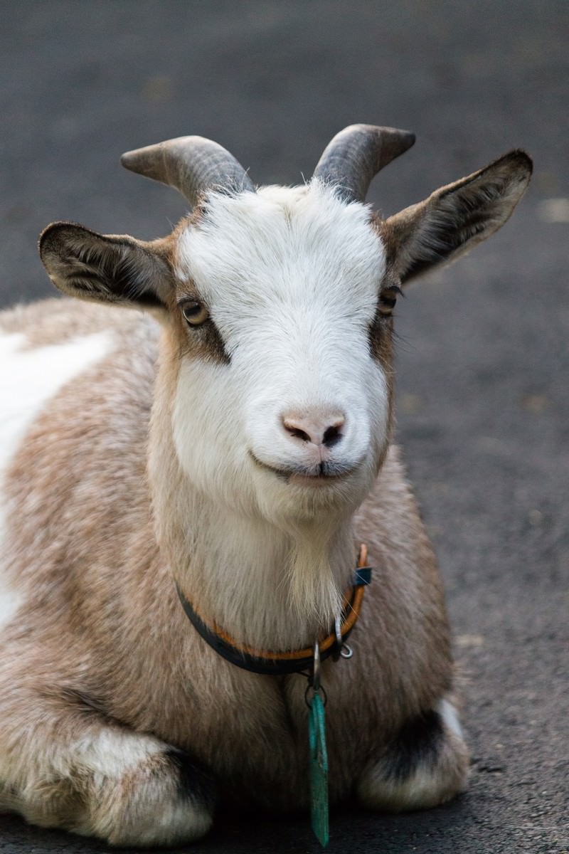 柵越しに覗く白い子ヤギ