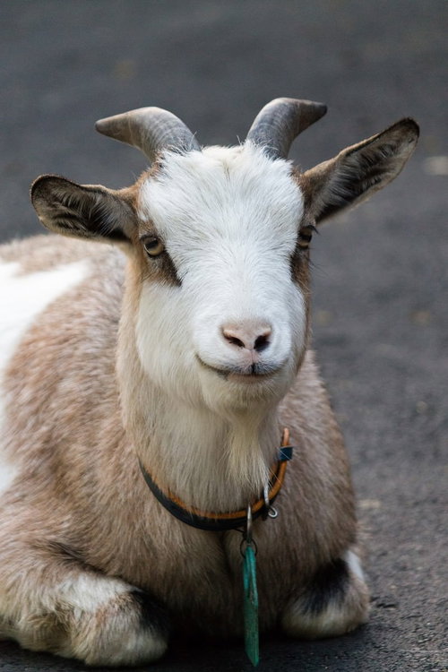 白い毛並みの子ヤギが柵越しにこちらを覗く正面顔