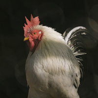 新年を告げるコケコッコーと白いニワトリ、赤いトサカの農場の写真