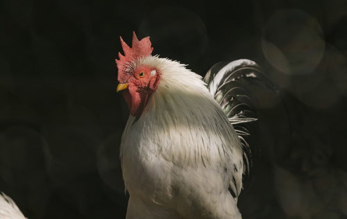 新年を告げるコケコッコーと白いニワトリ、赤いトサカの農場