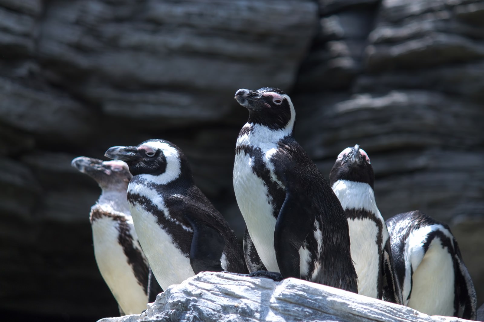 岩の上に集まるペンギンの群れ