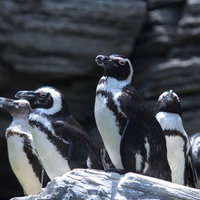 岩場の上に集まってひとかたまりになるペンギンの群れの写真