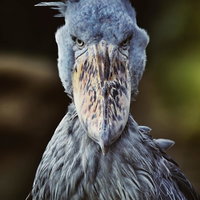 『回収出来ンスか？』じゃねェ。 回収すンだよ!!（ハシビロコウ）の写真