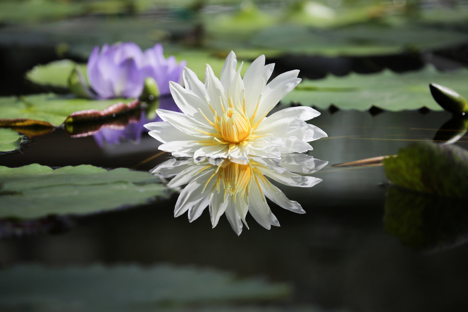 池の水面に浮かぶ白い睡蓮の花と緑の葉