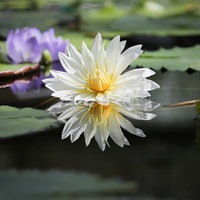湖面に反射する白い睡蓮の花の写真