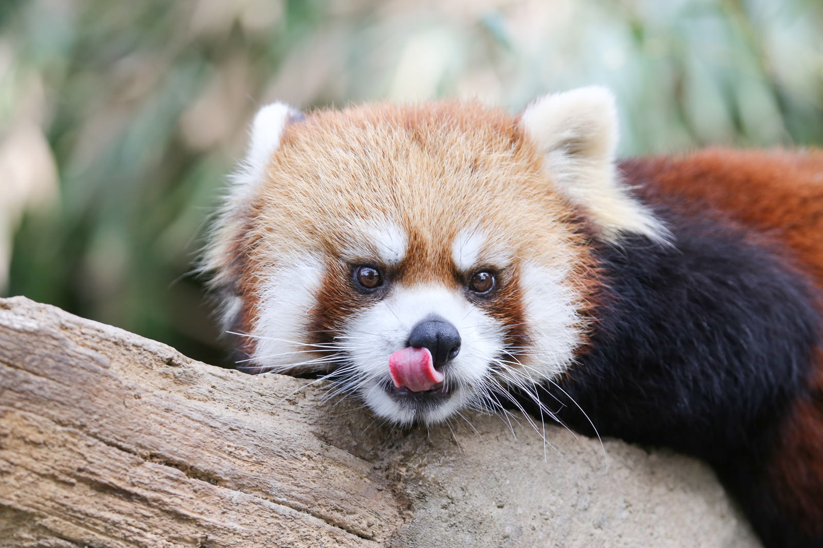 木の上で舌を出しているレッサーパンダ
