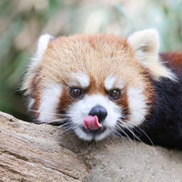 舌をペロリと出すレッサーパンダ、木の上での愛らしい表情の写真