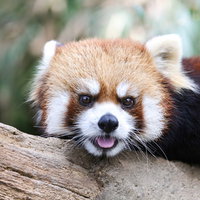 木の上で舌を出してキョトンとするレッサーパンダの写真