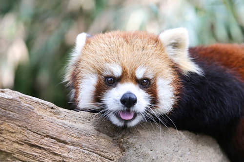 木の上で舌を出してキョトンとするレッサーパンダ