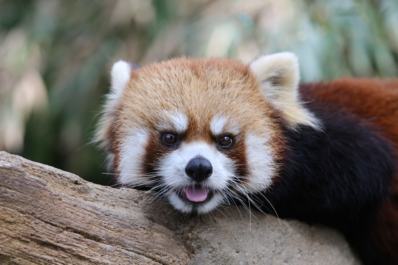 木の上で横たわりながらつぶらな瞳でこちらを見つめるレッサーパンダ