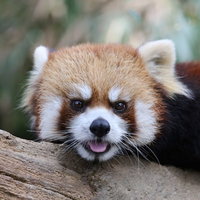 つぶらな瞳で見つめるレッサーパンダ、動物園で木の上に横たわるの写真