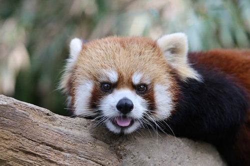 つぶらな瞳で見つめるレッサーパンダ、動物園で木の上に横たわる