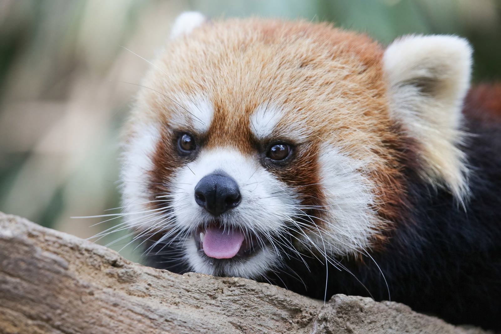 木の枝にもたれかかりながら舌を出すレッサーパンダ