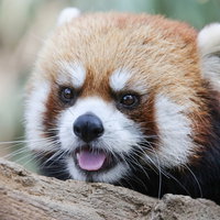 舌を出すンベー（レッサーパンダ）木の枝でくつろぐ愛らしい表情の写真