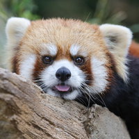 木の枝で丸い目をじっと向けるカメラ目線のレッサーパンダの写真