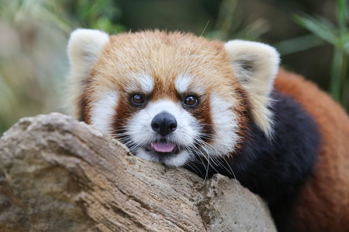 木の枝で丸い目をじっと向けるカメラ目線のレッサーパンダ