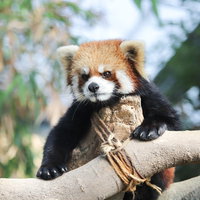 木に登り辺りを見回すレッサーパンダの姿勢の写真