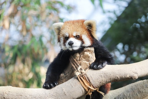 木に登り辺りを見回すレッサーパンダの姿勢