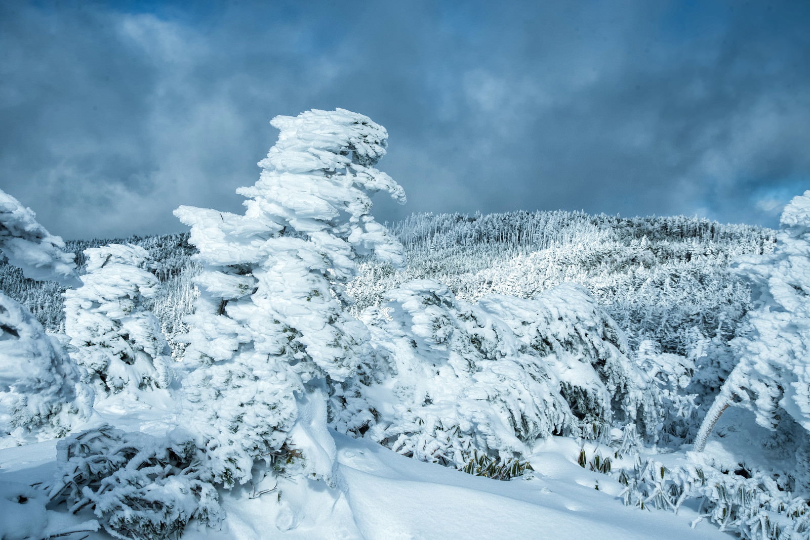 厳冬期の山で大きく育った白い樹氷（エビの尻尾）