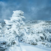 厳冬期の山で大きく育ったエビの尻尾（樹氷）の写真