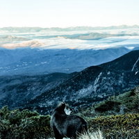 山頂で眼下に雲海を望む野生のカモシカの姿の写真