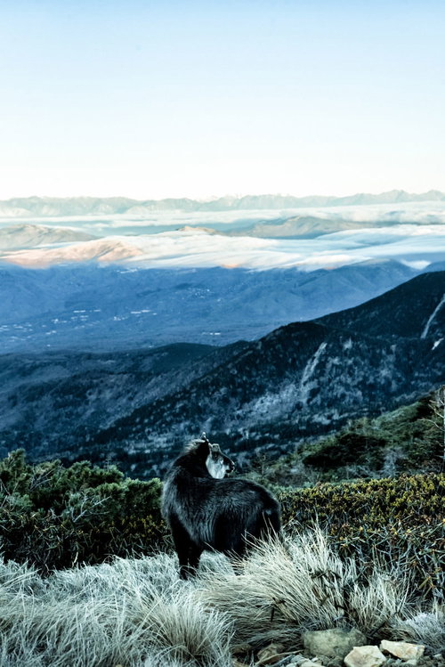 山頂で眼下に雲海を望む野生のカモシカの姿