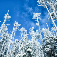 屹立する樹氷と青空の雪山景色の写真