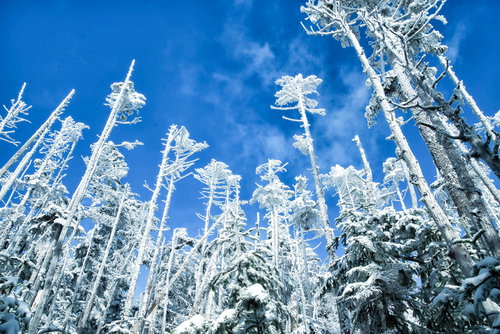 屹立する樹氷と青空の雪山景色