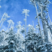 青空に向かって屹立する樹氷に覆われた針葉樹の写真