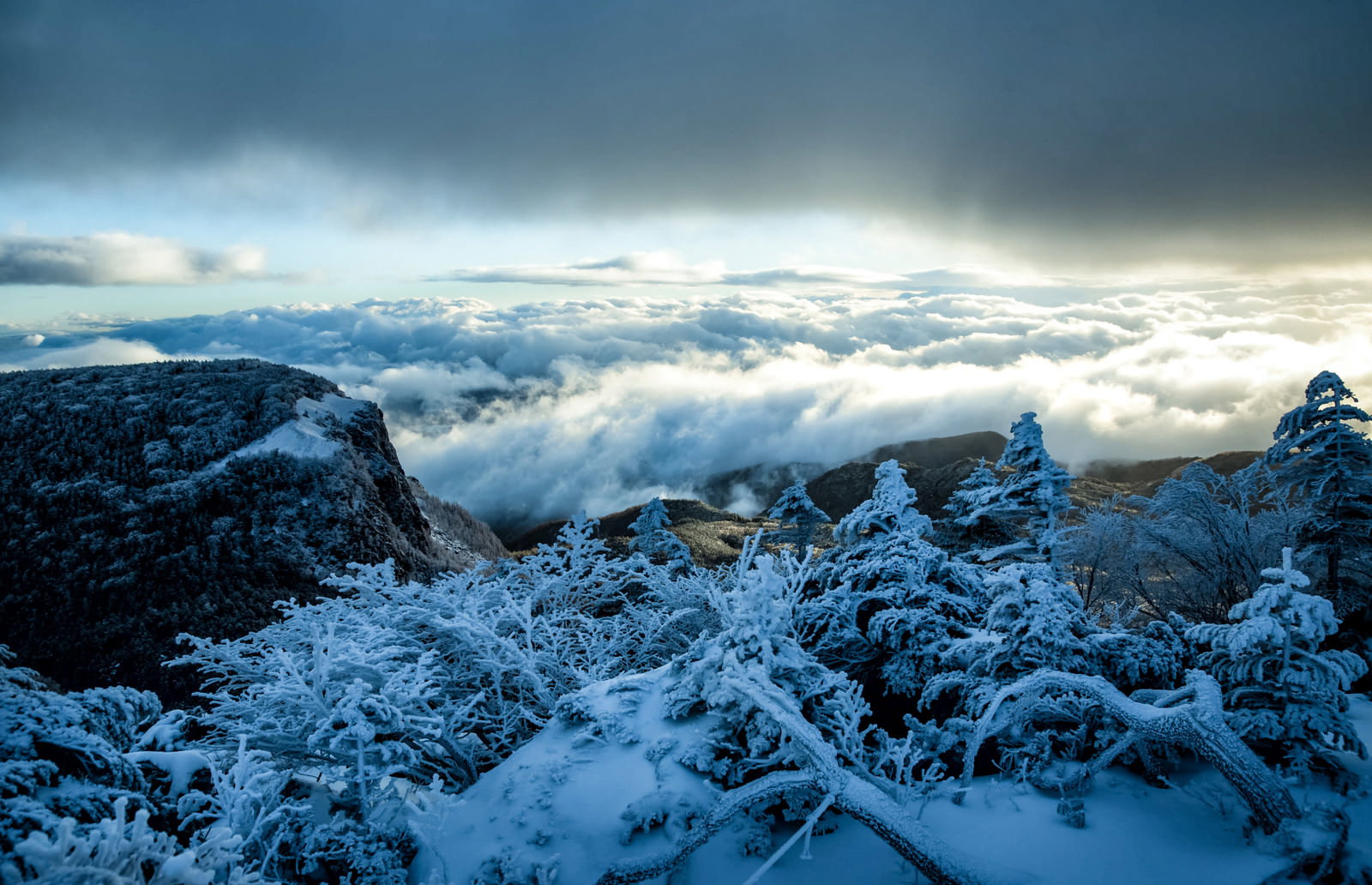 樹氷に覆われた枝の向こうに雪山の稲子岳と雲海が広がる冬景色