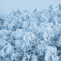 不気味に白く凍った樹氷の枝の写真