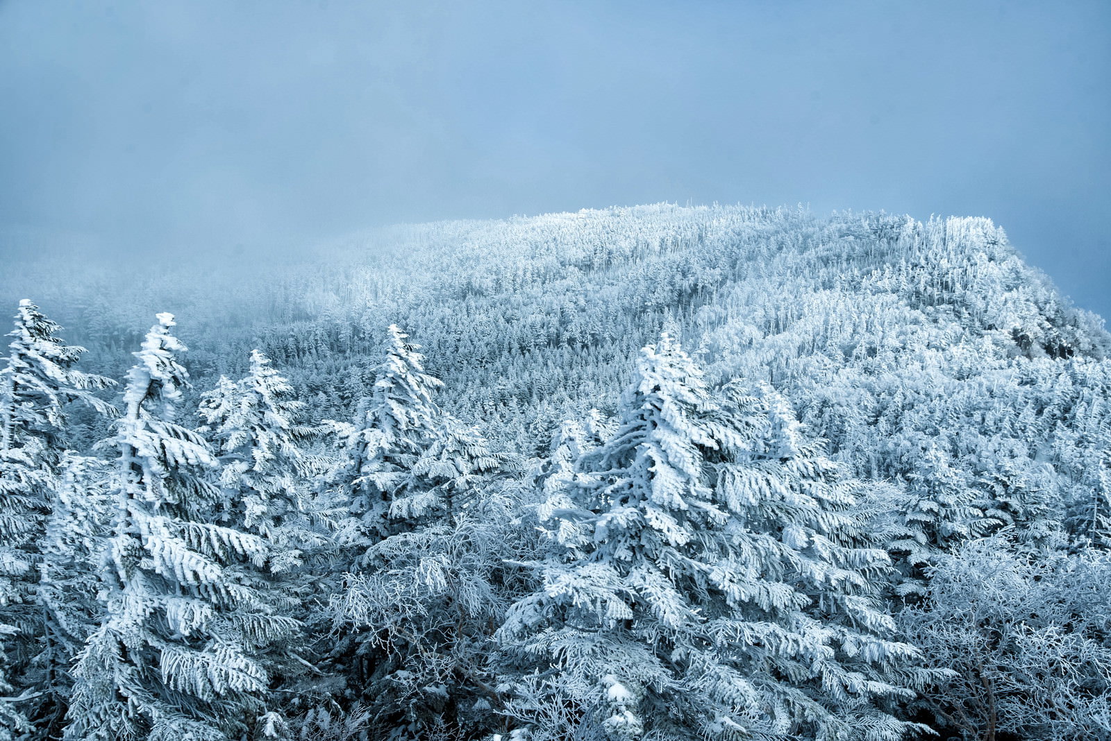 Coniferous forest covered in hoarfrost and snowy landscape in the North Yatsugatake Mountains