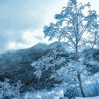 樹氷・霧氷に覆われた北八ヶ岳の冬の森の写真