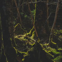 苔生す八ヶ岳の森に差し込む光と苔むした林床の写真