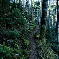 苔生す八ヶ岳の登山道を進む山歩き、深い森の中のトレイルの写真