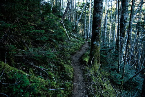 苔生す八ヶ岳の登山道を進む山歩き、深い森の中のトレイル