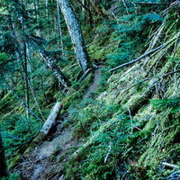 八ヶ岳の苔生した木々と登山道の自然風景の写真