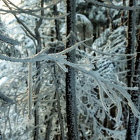 長く伸びる樹氷の枝が連なる冬の森の雪景色の写真