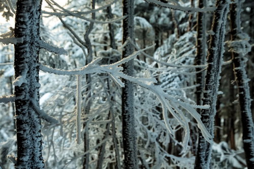 長く伸びる樹氷の枝が連なる冬の森の雪景色